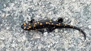 Yağmur yağdıran böcü Osmaniye'de görüntülendi