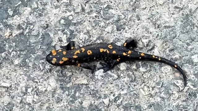 Yağmur yağdıran böcü Osmaniye'de görüntülendi