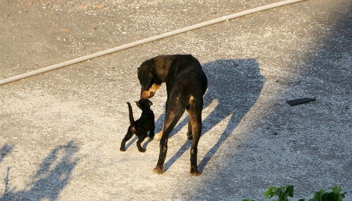 Yavru kedi ile köpeğin gülümseten anları böyle görüntülendi