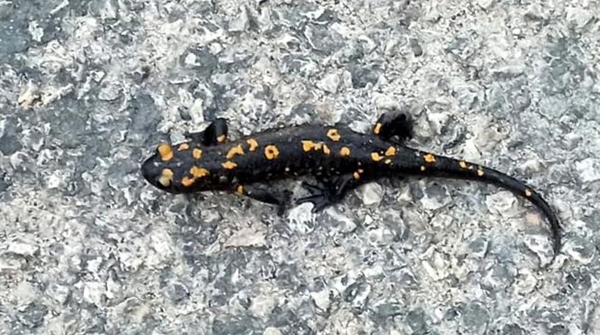 Ezilmek üzereyken fark etti! Osmaniye'de sarı benekli semender şaşkınlığı