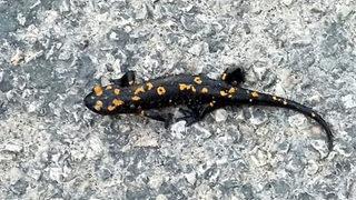 Ezilmek üzereyken fark etti! Osmaniye'de sarı benekli semender şaşkınlığı