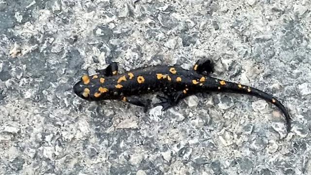 Ezilmek üzereyken fark etti! Osmaniye'de sarı benekli semender şaşkınlığı