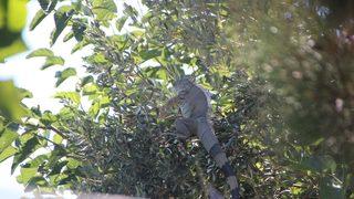 İguana alarmı! Uyandığında karşılaştı, neye uğradığını şaşırdı