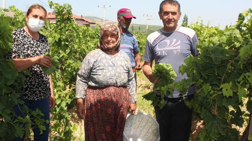 Fiyatı 2 ile 5 lira arasında değişiyor! Üreticiler: Para kazanamıyoruz