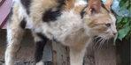 3 ayaklı kedi, 2 ayaklı yavru doğurdu! Böylesi daha önce görülmemişti