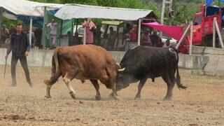 Artvin’de boğalar arenada sahipleri tribünde kapıştı