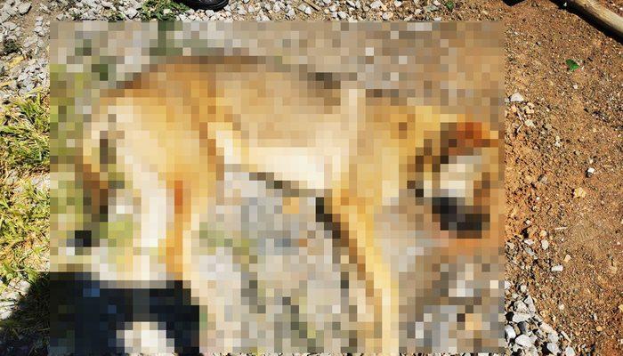 Ankara'da 6 köpeğin ölümünde 'zehirli tavuk eti' incelemesi