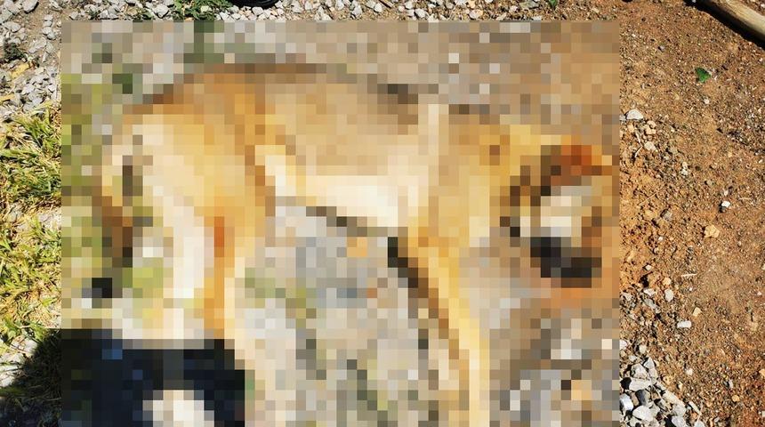 Ankara'da 6 köpeğin ölümünde 'zehirli tavuk eti' incelemesi