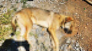 Ankara'da 6 köpeğin ölümünde 'zehirli tavuk eti' incelemesi