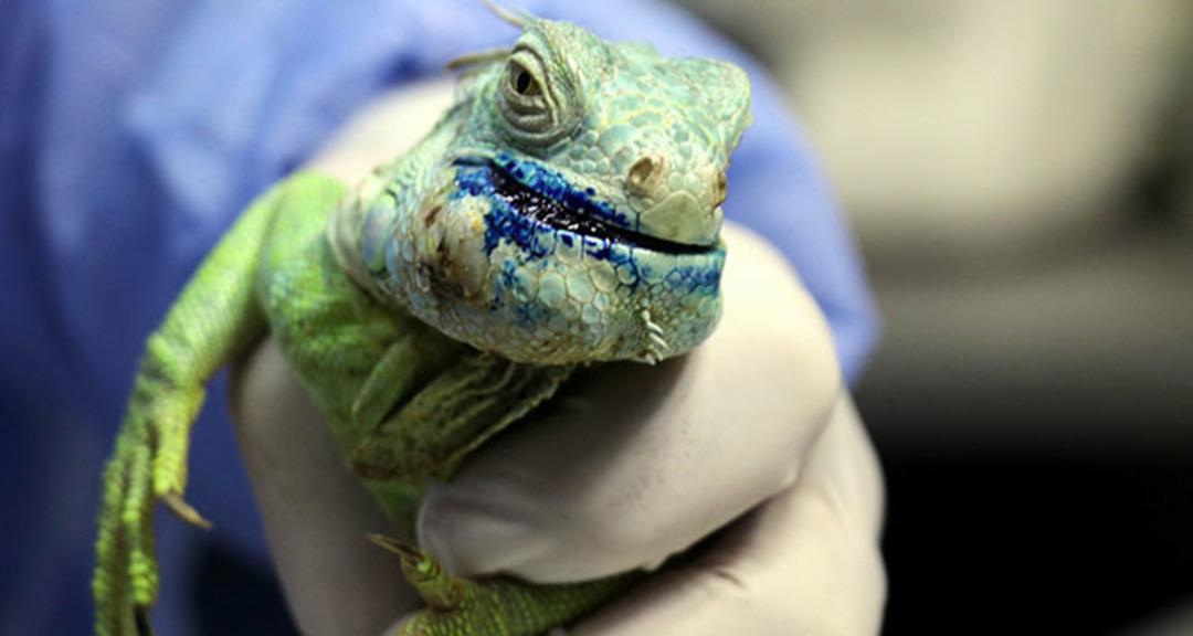 İguana nedir? İguana zehirli mi?