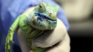 İguana nedir? İguana zehirli mi?