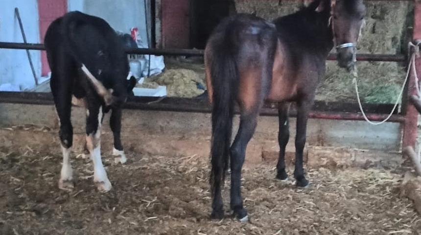 Atı motosiklete bağlayarak çeken şahıslara ceza yağdı