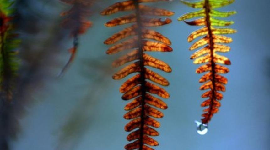 Ağa&ccedil; dikmek yaz yağmurlarının miktarını ve iklim değişikliğini nasıl etkileyebilir?
