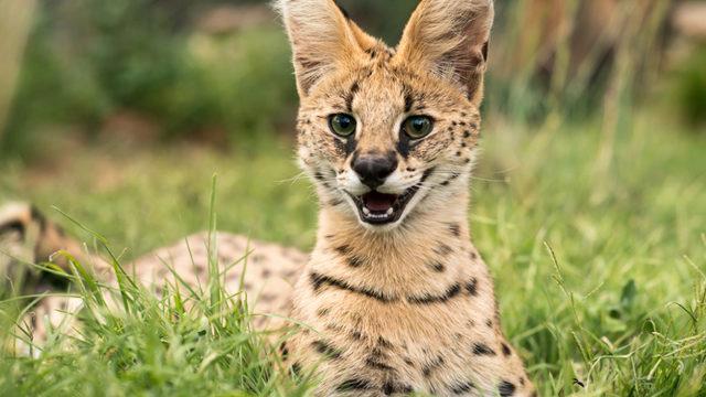 Yabani kediyi sabah yatağında görünce neye uğradığını şaşırdı: Öleceğimi sandım