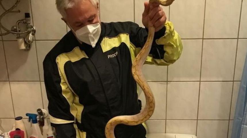 Tuvalette acı sürpriz! Piton penisinden ısırdı, dehşeti yaşattı