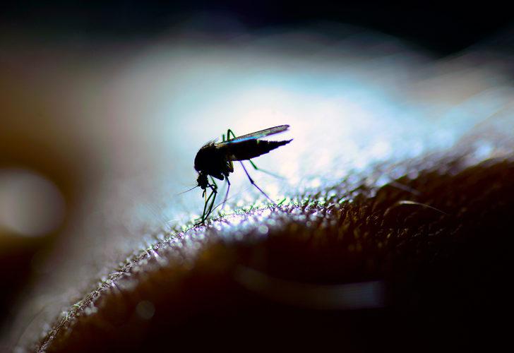 Uzman isimden 'Batı Nil Virüsü' uyarısı: Felce yol açıyor