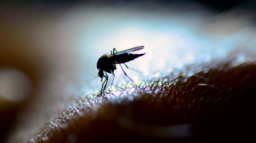 Uzman isimden 'Batı Nil Virüsü' uyarısı: Felce yol açıyor