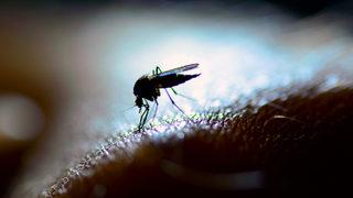 Uzman isimden 'Batı Nil Virüsü' uyarısı: Felce yol açıyor