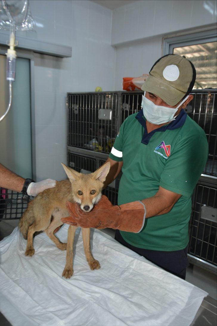 Mersin'de sulama havuzunda mahsur kalan tilki yavrusu kurtarıldı G1