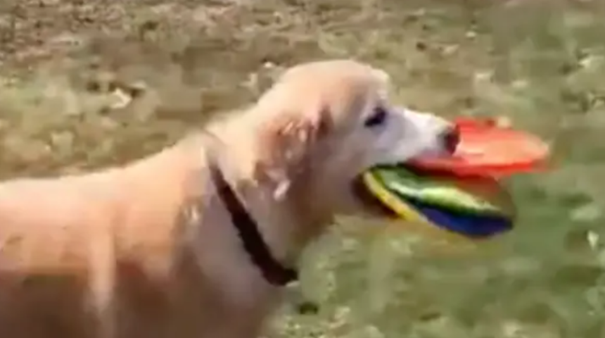 Böylesini daha önce görmediniz! Frizbi takıntısı olan köpek hepsini bir anda toplamaya uğraşıyor