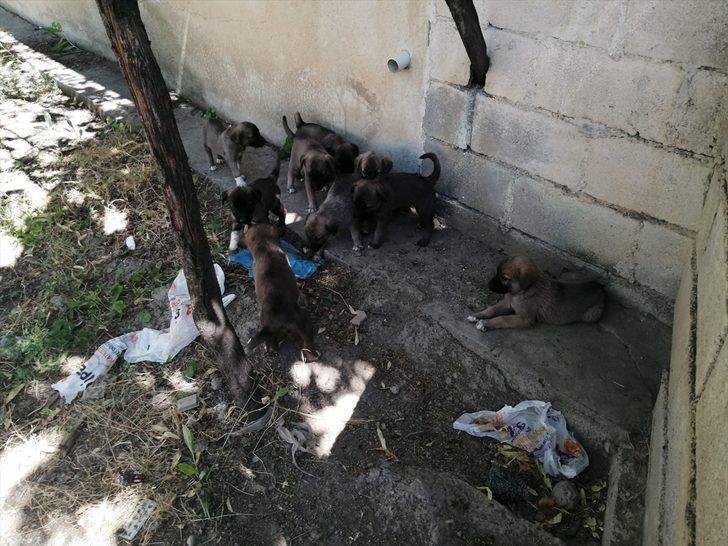 Erzincan'da itfaiye ekipleri boş kuyuya düşen yavru köpekler için seferber oldu G2