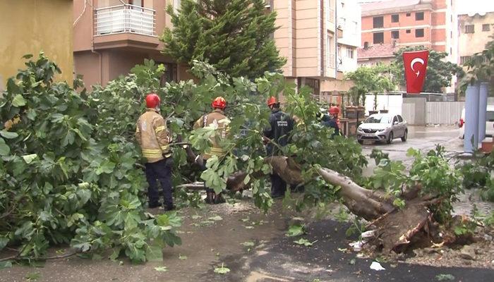 İstanbul'u sağanak vurdu, Kartal'da ağaç devrildi