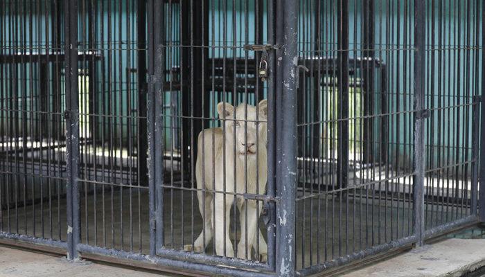 TikTok fenomeninin el koyulan aslanı için Başbakan devreye girdi