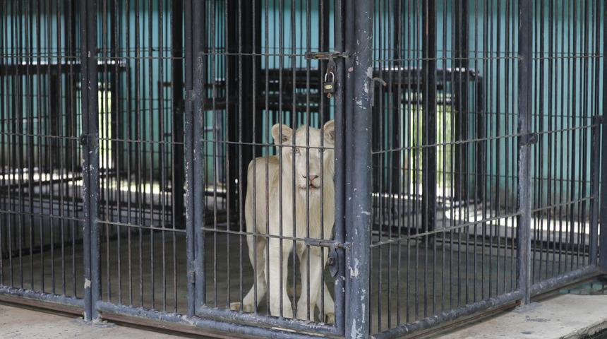 TikTok fenomeninin el koyulan aslanı için Başbakan devreye girdi