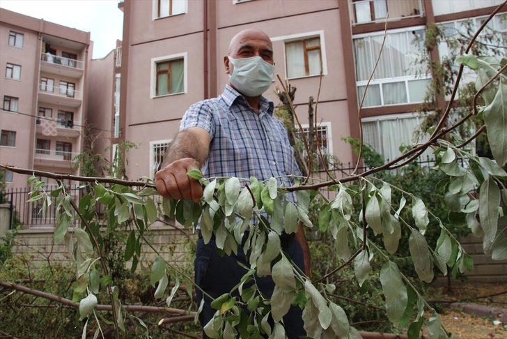 Konya'da bir sitenin bahçesindeki ağaçların kesilmesi tepki çekti G1