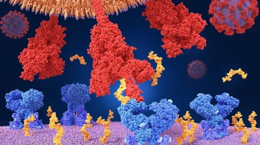 Covid: Lambda varyantı hakkında neler biliniyor?