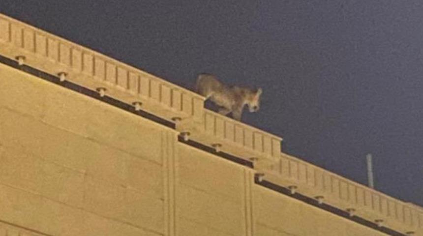 Suudi Arabistan'da evin çatısında dolaşan aslan paniğe neden oldu
