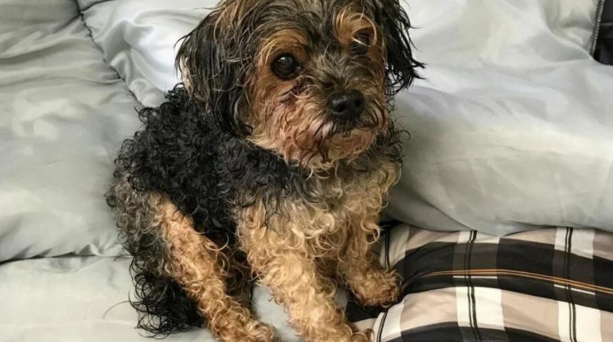 Her yerde aranıyordu! ABD'de kaybolan köpek 7 yıl sonra bin 500 kilometre uzakta bulundu