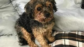 Her yerde aranıyordu! ABD'de kaybolan köpek 7 yıl sonra bin 500 kilometre uzakta bulundu