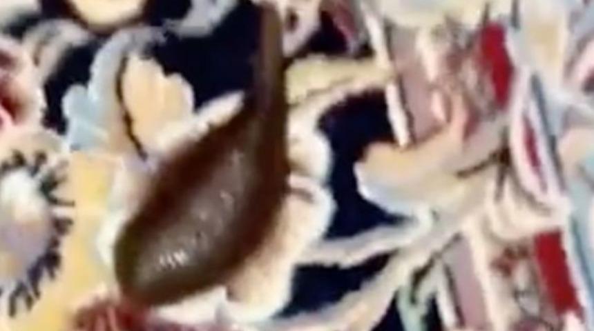 Çorabının içinden sülük çıktı, TikTok'ta milyonlarca kişi dehşete kapıldı