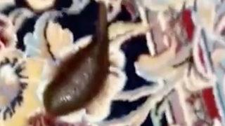 Çorabının içinden sülük çıktı, TikTok'ta milyonlarca kişi dehşete kapıldı