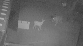 Aç kalan kurt, oğlaklara böyle saldırdı