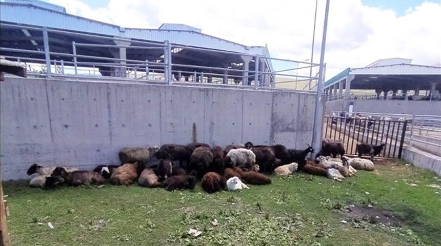 Koyunlarının kaybolduğunu söyledi ama gerçek çok başka çıktı