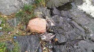 Küçükçekmece Gölü’nde balık ölümlerinden sonra martı ölümleri