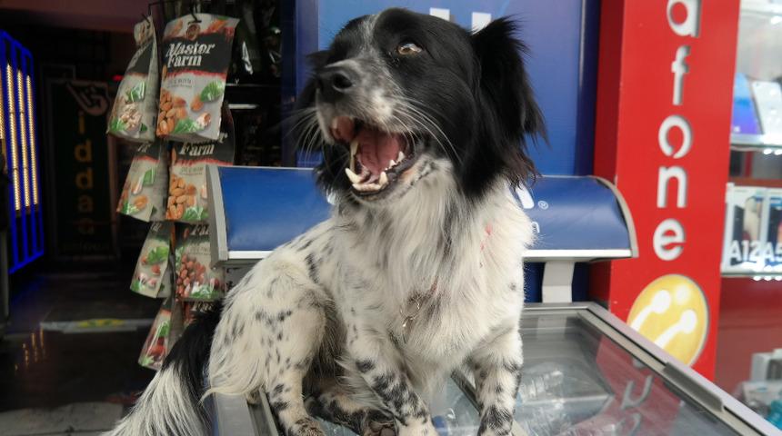 Market sahibinin köpeği “Dayı” mahallenin maskotu oldu: Semt pazarındaki herkes Dayı’yı tanır