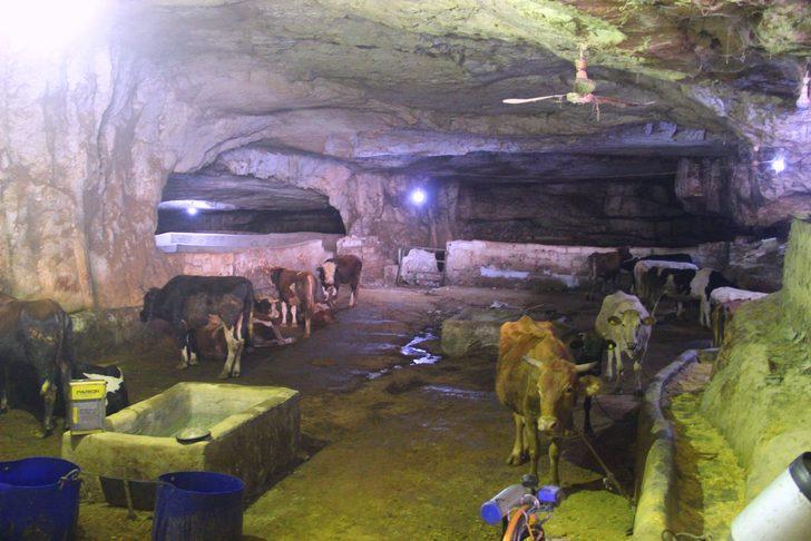 Önceden çilehaneydi şimdi ahır oldu! 20 derecelik mağaralarda besleniyorlar G2