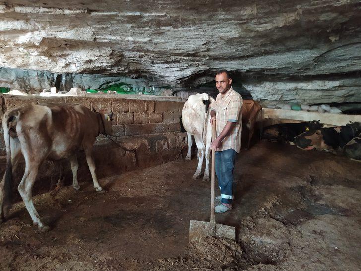 Önceden çilehaneydi şimdi ahır oldu! 20 derecelik mağaralarda besleniyorlar G3