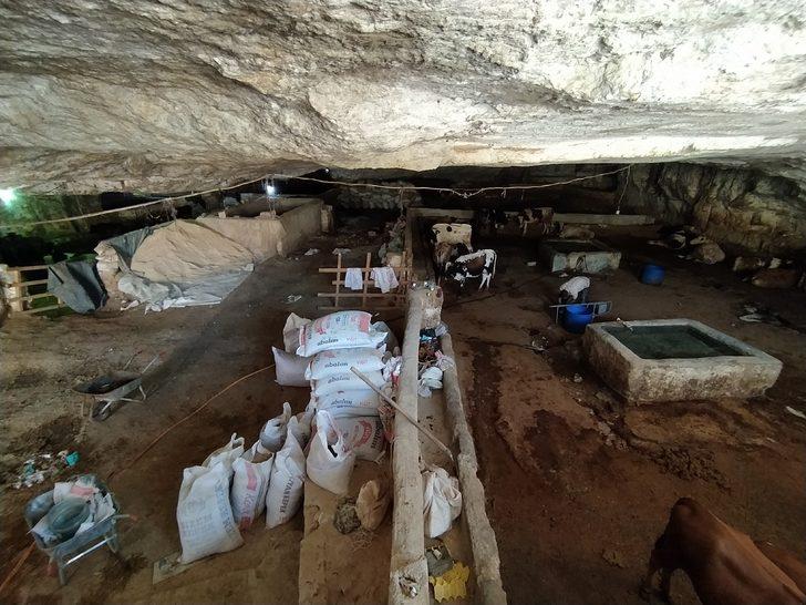 Önceden çilehaneydi şimdi ahır oldu! 20 derecelik mağaralarda besleniyorlar G4