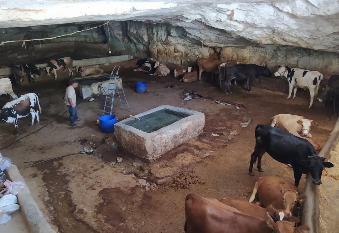 &Ouml;nceden &ccedil;ilehaneydi şimdi ahır oldu! 20 derecelik mağaralarda besleniyorlar
