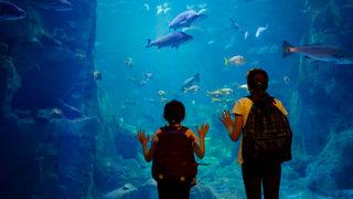 Deniz akvaryumu balıkları nelerdir, hangi malzemelerle kurulumu yapmak gerekir?