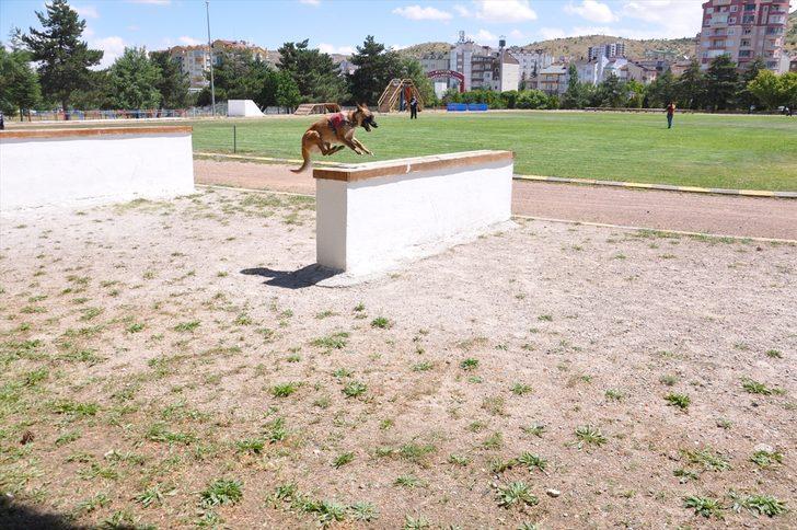 Nevşehir JAKEM Komutanlığında eğitilen köpekler yarıştı G3