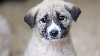 Son Dakika: Hayvanları Koruma Kanunu TBMM Komisyonu'nda kabul edildi