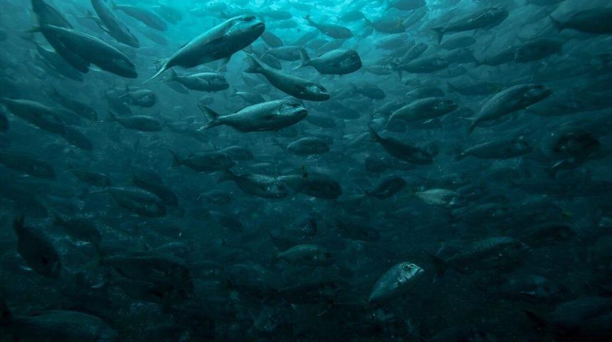 Dikkat çeken araştırma: Balıklar uyuşturucuya bağımlı hale gelebiliyor