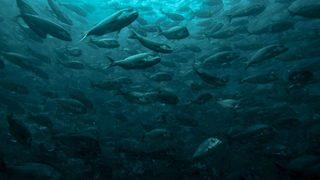 Dikkat çeken araştırma: Balıklar uyuşturucuya bağımlı hale gelebiliyor