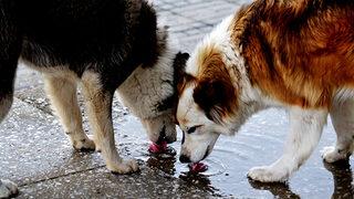 Hayvan hakları yasası çıktı mı, ne zaman çıkacak? İşte hayvan hakları yasasının içeriği