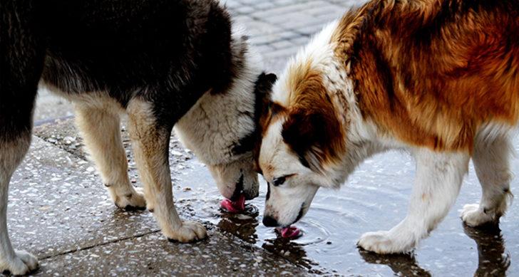 Hayvan hakları yasası çıktı mı, ne zaman çıkacak? İşte hayvan hakları yasasının içeriği G1